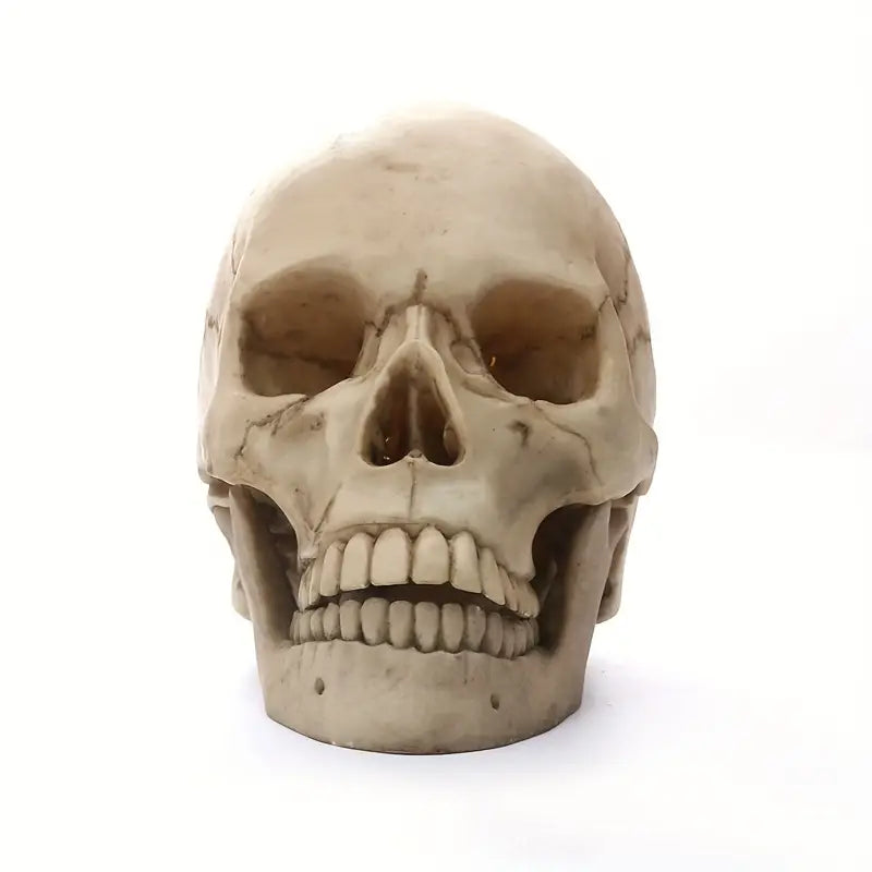 Anatomically Correct Human Skull Replica for Meditation